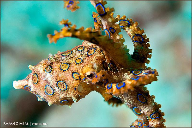 Raja4Divers – Raja Ampat