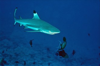 Shark Diving.