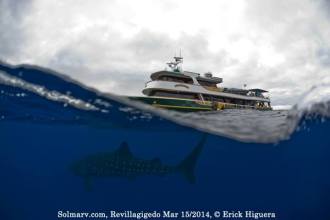 Solmar V and Whaleshark.