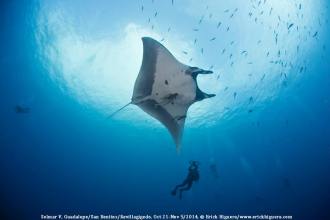 Giant Manta Ray.