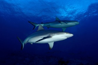 Grey Reef Shark.