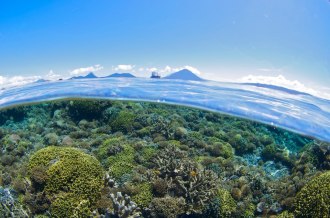 Pristine Coral Reefs.