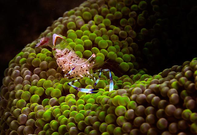 El Galleon Resort – Philippines