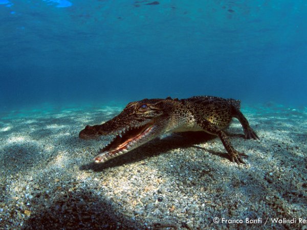 Walindi Plantation Resort