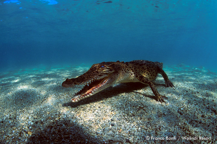 Walindi Plantation Resort