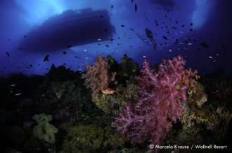 Soft and hard corals.