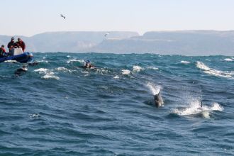 Plenty of action above the surface too.