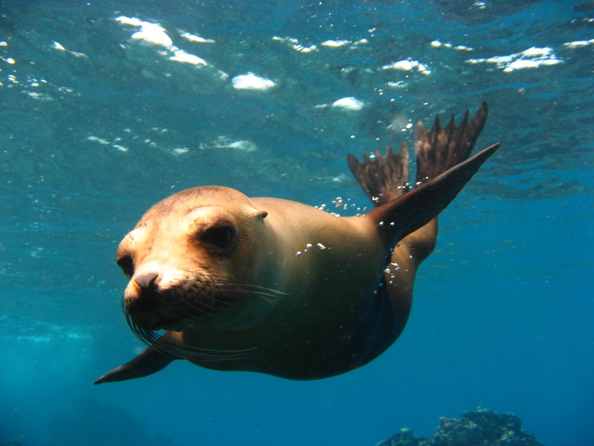 Humboldt Explorer Liveaboard