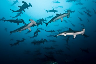 Large school of Hammerhead Sharks.