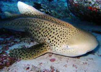 Zebra Shark.