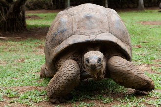 Giant Tortoise. 