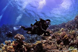 House Reef Diving.
