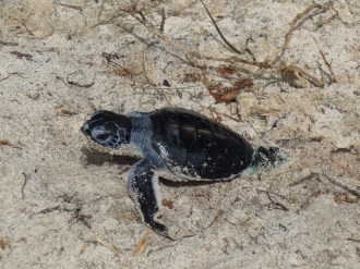 Baby Turtle.