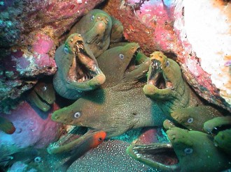 Moray Eels.