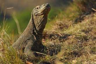 Komodo Dragon.