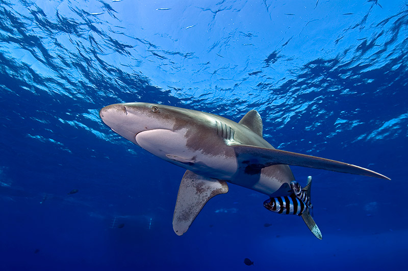 M/Y Blue Horizon liveaboard – FACES OF THE SEA SCUBA HOLIDAYS