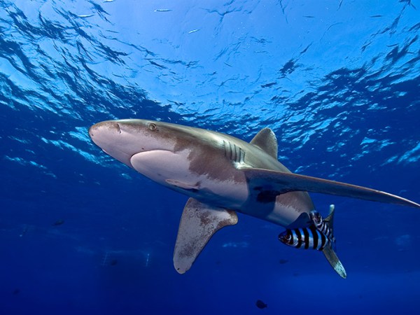 M/Y Blue Horizon&nbsp;liveaboard