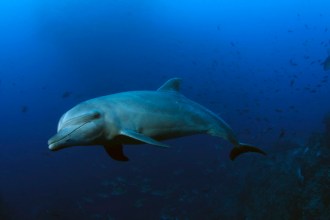 Dolphin.