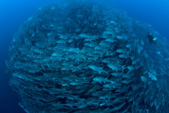 Diver with a school of Jacks.