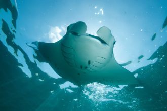 Manta Ray.