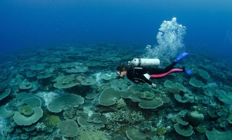 Beautiful Hard Corals.