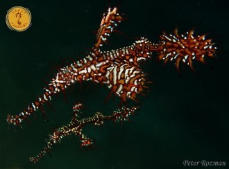 Pipefish.