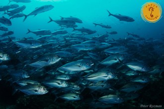 amazing underwater bio-diversity.