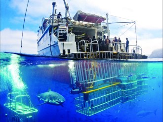 Purpose Built for Shark Encounters.