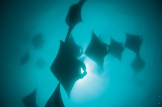 Manta Rays galore.
