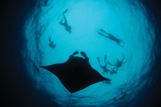 Manta Rays.