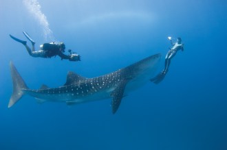Whaleshark.