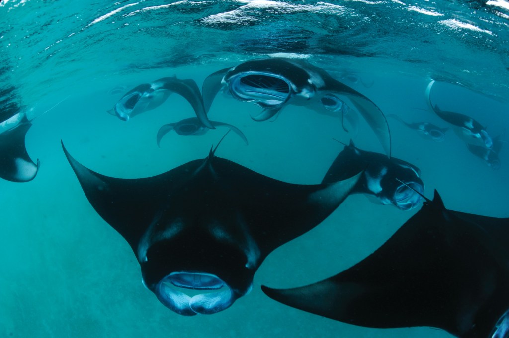 Four Seasons at Landaa Giraavaru