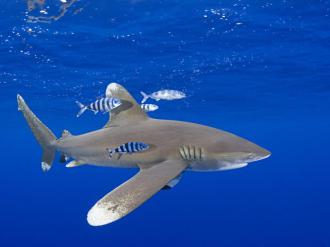 Oceanic Whitetip Shark.