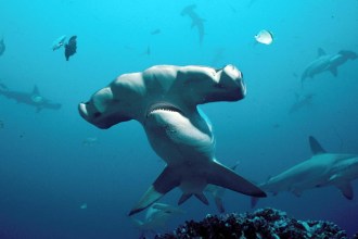 Hammerhead Shark.