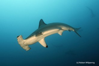 Up close encounters with Hammerhaed Sharks at Darwin & Wolf.