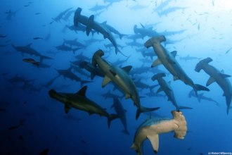 Hammerhead Sharks.