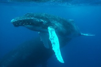 Humpback Whale.