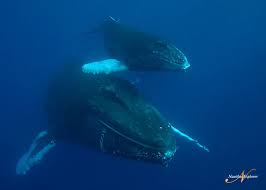 Humpback Whales.