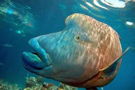 Napoleon Wrasse.
