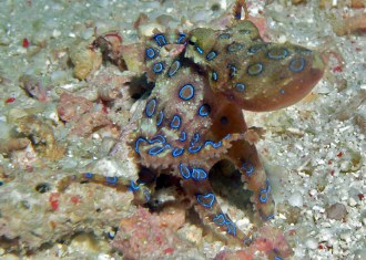 Blue Ring Octopus.