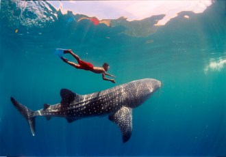 Whale Shark.