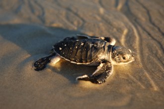 Turtles seen in and out of the water.