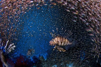 Lion Fish and Glass Fish.