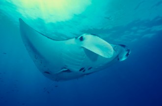Manta Ray.