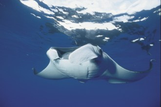 Manta Ray.