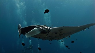 Manta Ray.