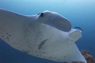 Manta Ray.
