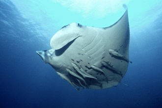 Sangalaki Island Manta Ray.