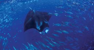 Manta Ray.
