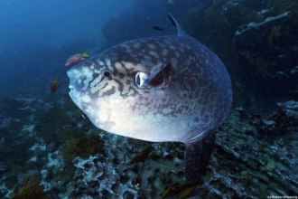 Mola Mola (Sunfish).